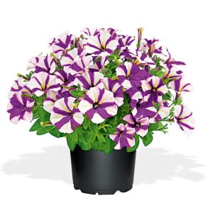 Plantiflor Petunia Topf Durchmesser 12 cm Plantiflor Petunia Topf Durchmesser 12 cm