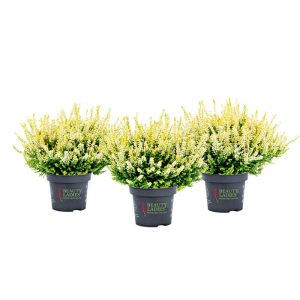 Knospenblüher Beauty Ladies Topf- Durchmesser 11 cm Knospenblüher Beauty Ladies Topf- Durchmesser 11 cm