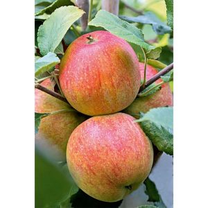 Plantiflor Apfel Alkmene Topf Durchmesser 28 cm Plantiflor Apfel Alkmene Topf Durchmesser 28 cm