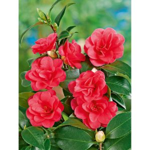 Japanische Kamelie Topf Durchmesser 15 cm Japanische Kamelie Topf Durchmesser 15 cm