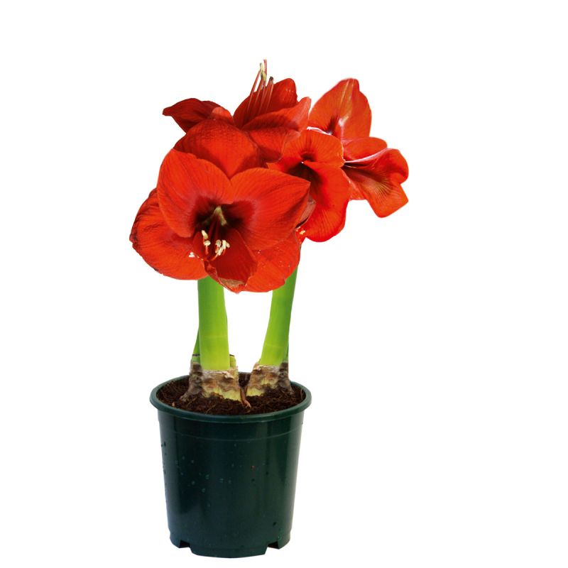 Plantiflor Amaryllis Topf Durchmesser 12 cm