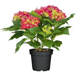 Plantiflor Gartenhortensie Macrophylla Topf- Durchmesser 17 cm Plantiflor Gartenhortensie Macrophylla Topf- Durchmesser 17 cm