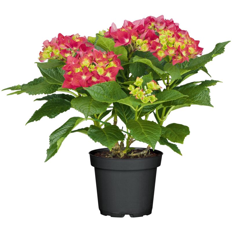 Plantiflor Gartenhortensie Macrophylla Topf- Durchmesser 17 cm