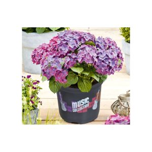 Plantiflor Hortensie Music Collection Topf Durchmesser 23 cm Plantiflor Hortensie Music Collection Topf Durchmesser 23 cm