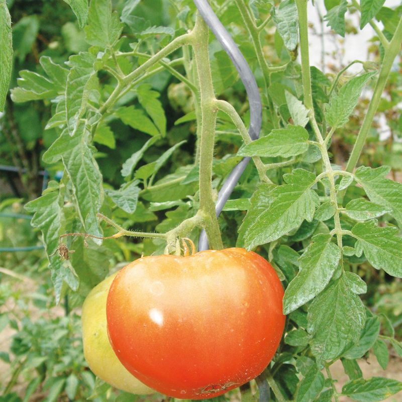 Tomatenspirale verzinkt 180 cm