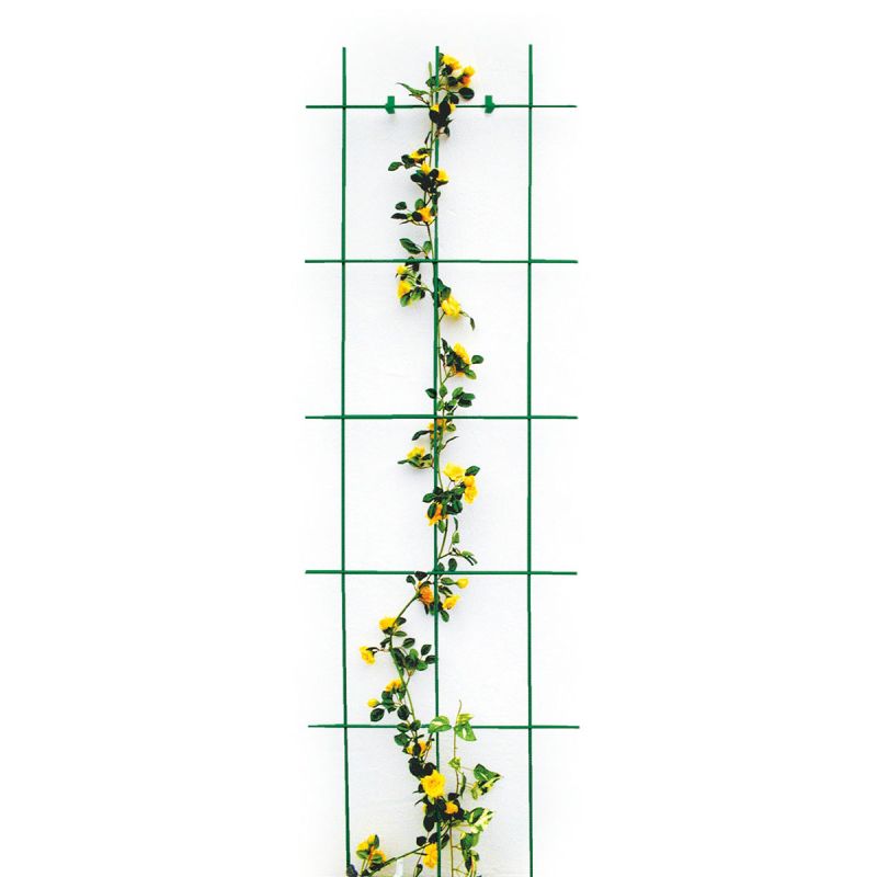 Spalier 3- strebig grün