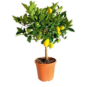 Plantiflor Zitrus-Ministamm Topf Durchmesser 20 cm Plantiflor Zitrus-Ministamm Topf Durchmesser 20 cm