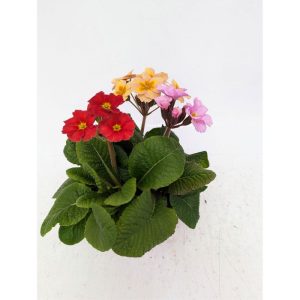 Plantiflor Primel Trio Topf Durchmesser 13 cm Plantiflor Primel Trio Topf Durchmesser 13 cm