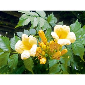 Plantiflor Amerikanische Klettertrompete Flava Topf Durchmesser 17 cm Plantiflor Amerikanische Klettertrompete Flava Topf Durchmesser 17 cm
