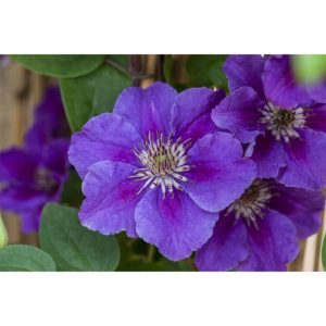 Plantiflor Waldrebe Ashva Topf Durchmesser 17 cm Plantiflor Waldrebe Ashva Topf Durchmesser 17 cm