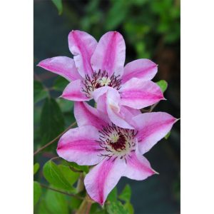 Plantiflor Waldrebe Captaine Thuilleaux Topf Durchmesser 17 cm Plantiflor Waldrebe Captaine Thuilleaux Topf Durchmesser 17 cm
