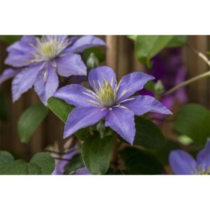 Plantiflor Waldrebe Justa Topf Durchmesser 17 cm Plantiflor Waldrebe Justa Topf Durchmesser 17 cm