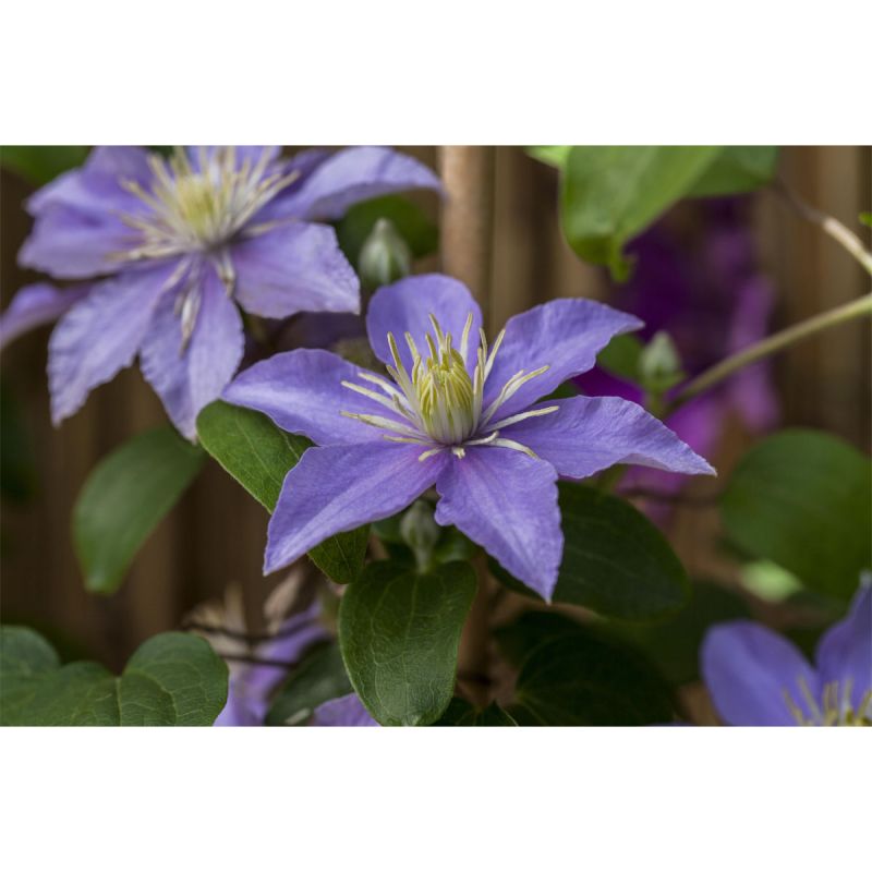 Plantiflor Waldrebe Justa Topf Durchmesser 17 cm