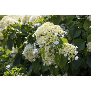 Plantiflor Kletterhortensie Topf Durchmesser 17 cm Plantiflor Kletterhortensie Topf Durchmesser 17 cm