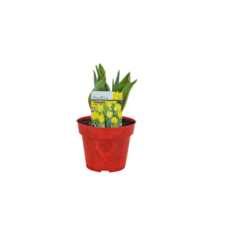 Plantiflor Tulpen Topf Durchmesser 10,5 cm