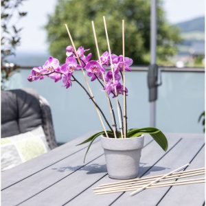 Windhager Splittstäbe 50 cm natur Windhager Splittstäbe 50 cm natur