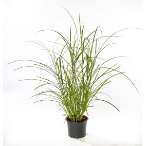 Plantiflor Solitär-Gräser Topf Durchmesser 23 cm Plantiflor Solitär-Gräser Topf Durchmesser 23 cm