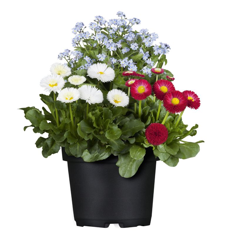 Plantiflor MyoBell Topf Durchmesser 14 cm