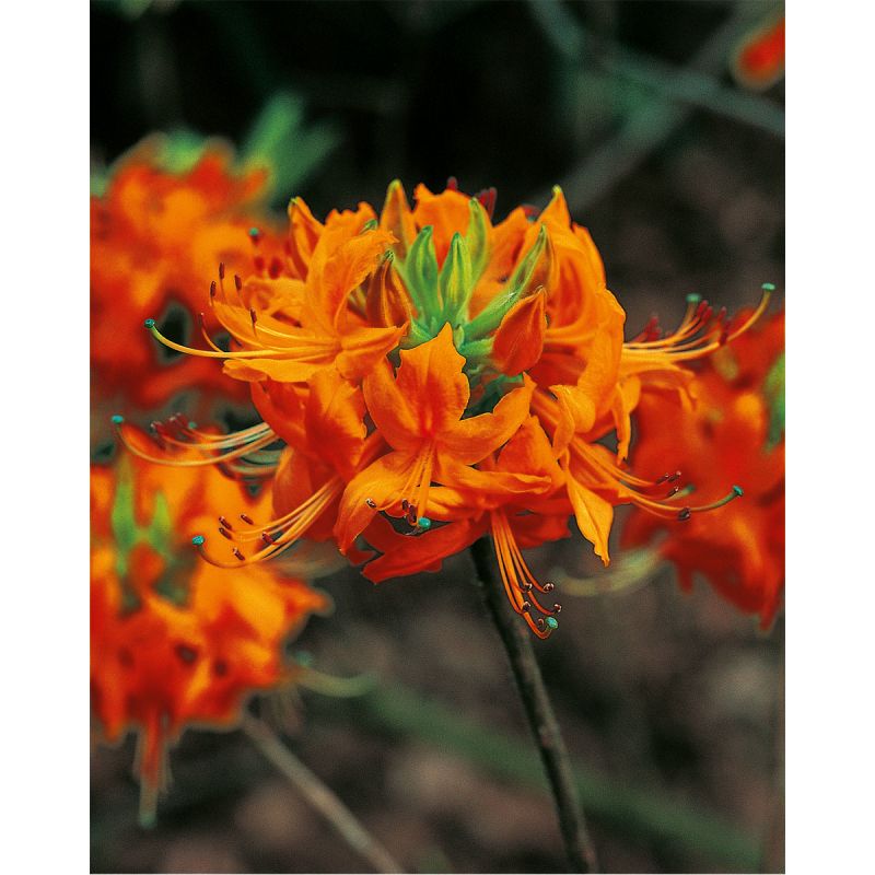 Plantiflor Rhododendron luteum Topf Durchmesser 23 cm