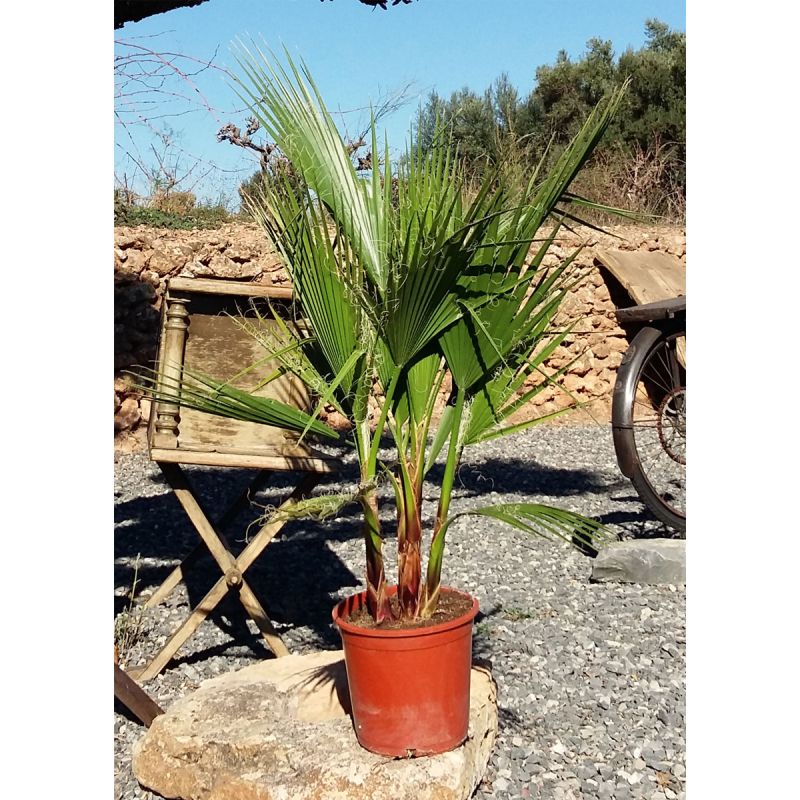 Plantiflor IMPO Washingtonia Gruppe T20 90 cm