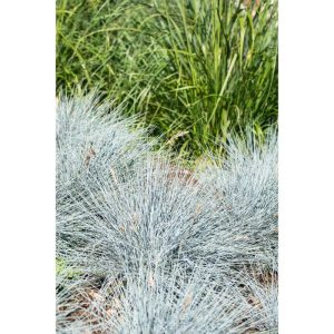Plantiflor Ziergräser verschiedene Sorten Topf Durchmesser 11 cm Plantiflor Ziergräser verschiedene Sorten Topf Durchmesser 11 cm