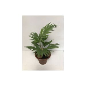 Plantiflor  Livistona T19