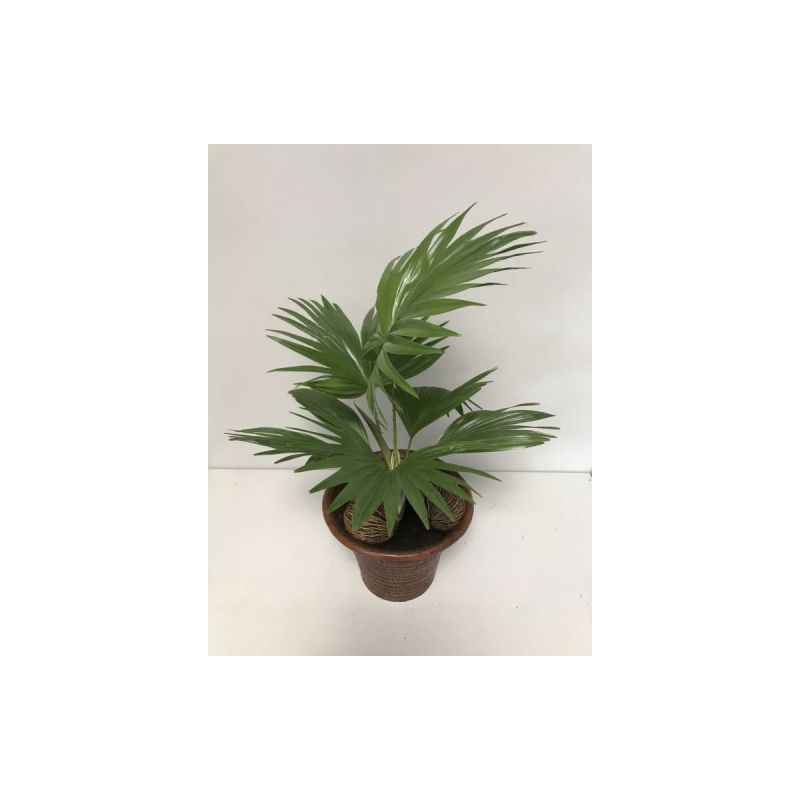 Plantiflor Livistona T19