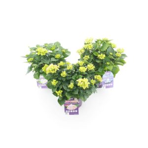 Gartenhortensie Forever und Ever Topf Durchmesser 23 cm Gartenhortensie Forever und Ever Topf Durchmesser 23 cm