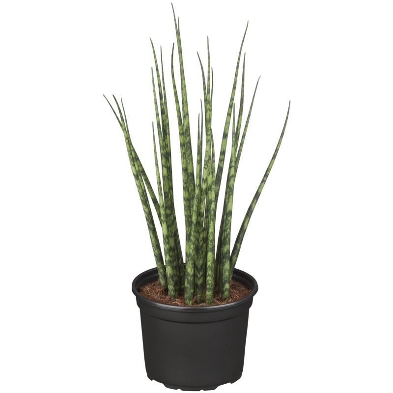 Plantiflor ZGRÜ Sansevieria Spagetti Mix T12 H35 cm