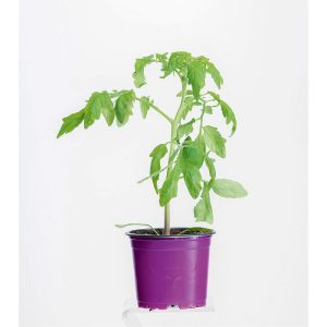 Bio Gourmet Tomaten Indigo Rose Topf Durchmesser 11 cm Bio Gourmet Tomaten Indigo Rose Topf Durchmesser 11 cm