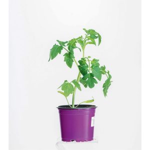 Plantiflor Bio Fleischtomaten Marmande Topf Durchmesser 11 cm Plantiflor Bio Fleischtomaten Marmande Topf Durchmesser 11 cm