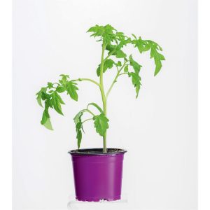 Plantiflor Bio Gourmet Tomaten Ananas Topf Durchmesser 11 cm Plantiflor Bio Gourmet Tomaten Ananas Topf Durchmesser 11 cm