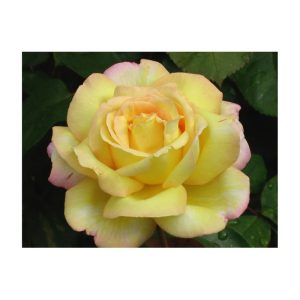 Plantiflor Edelrose Gelb Topf Durchmesser 19 cm Plantiflor Edelrose Gelb Topf Durchmesser 19 cm