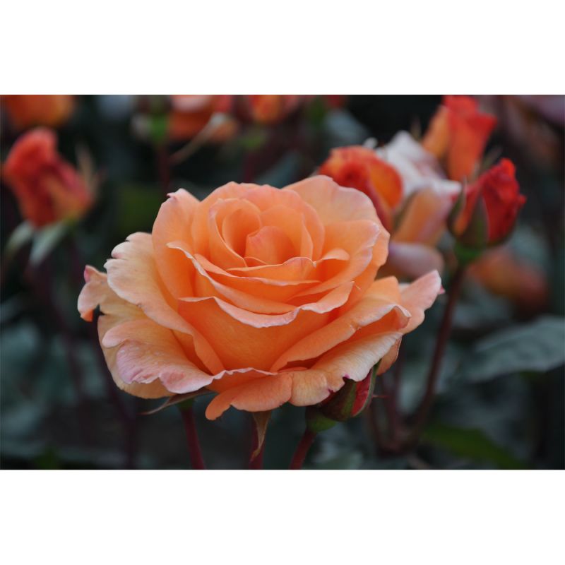 Plantiflor Edelrose Orange Topf Durchmesser 19 cm