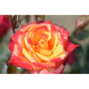 Plantiflor Edelrose Zweifarbig Topf Durchmesser 19 cm Plantiflor Edelrose Zweifarbig Topf Durchmesser 19 cm