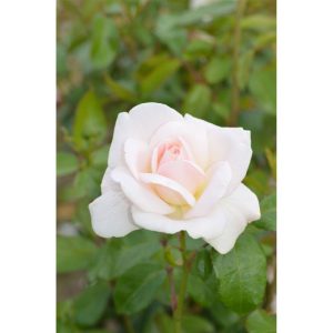 Plantiflor Edelrose Weiß Topf Durchmesser 19 cm Plantiflor Edelrose Weiß Topf Durchmesser 19 cm