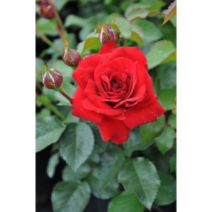 Plantiflor Beetrose Rot Topf Durchmesser 19 cm Plantiflor Beetrose Rot Topf Durchmesser 19 cm