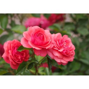 Plantiflor Beetrose Rosa Topf Durchmesser 19 cm Plantiflor Beetrose Rosa Topf Durchmesser 19 cm