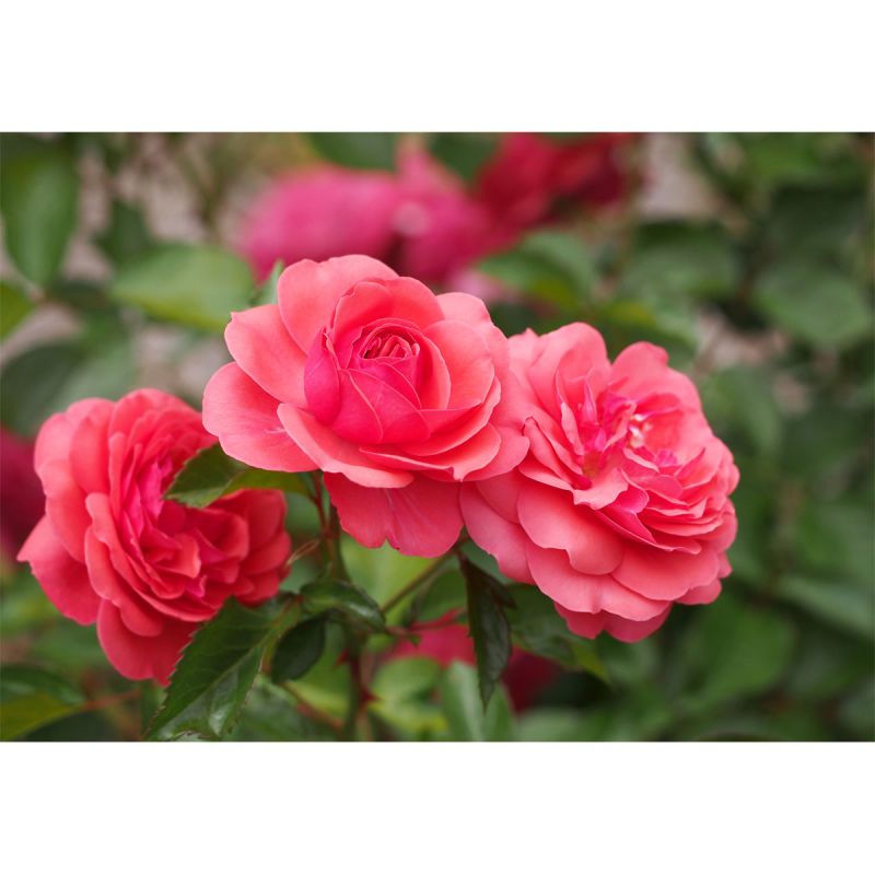 Plantiflor  Beetrose Rosa Topf Durchmesser 19 cm