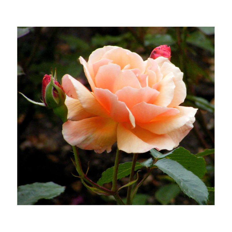 Plantiflor  Beetrose Orange Topf Durchmesser 19 cm