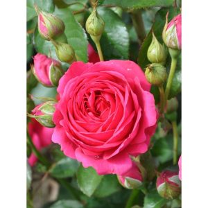 Plantiflor Beetrose Lila Topf Durchmesser 19 cm Plantiflor Beetrose Lila Topf Durchmesser 19 cm