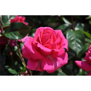 Plantiflor Edelrose Rosa Topf Durchmesser 23 cm Plantiflor Edelrose Rosa Topf Durchmesser 23 cm