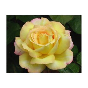 Plantiflor Edelrose Gelb Topf Durchmesser 23 cm Plantiflor Edelrose Gelb Topf Durchmesser 23 cm