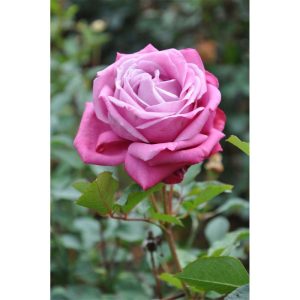 Plantiflor Edelrose Lila Topf Durchmesser 23 cm Plantiflor Edelrose Lila Topf Durchmesser 23 cm