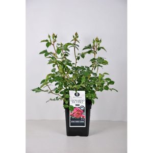 Plantiflor Beet-Duftrose rot Topf 23 cm Plantiflor Beet-Duftrose rot Topf 23 cm