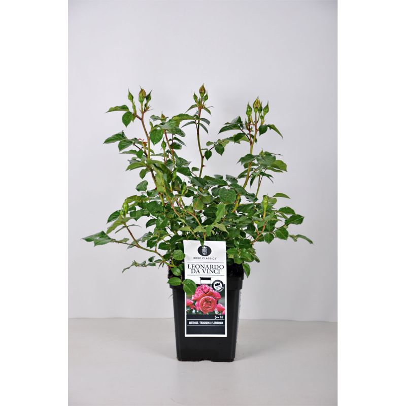 Plantiflor Beet-Duftrose rot Topf 23 cm