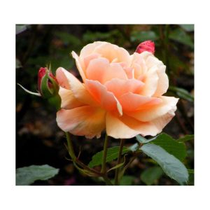 Plantiflor Beetrose Orange Topf Durchmesser 23 cm Plantiflor Beetrose Orange Topf Durchmesser 23 cm