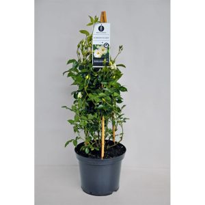 Plantiflor  Kletterrose weiß Topf 23 cm