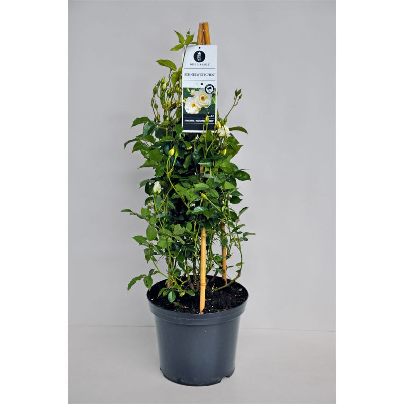Plantiflor Kletterrose weiß Topf 23 cm