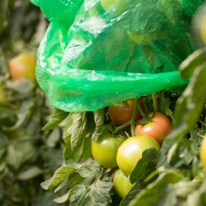 Windhager Tomaten-Folienhaube 1,2×0,6 m 5 Stück Windhager Tomaten-Folienhaube 1,2×0,6 m 5 Stück